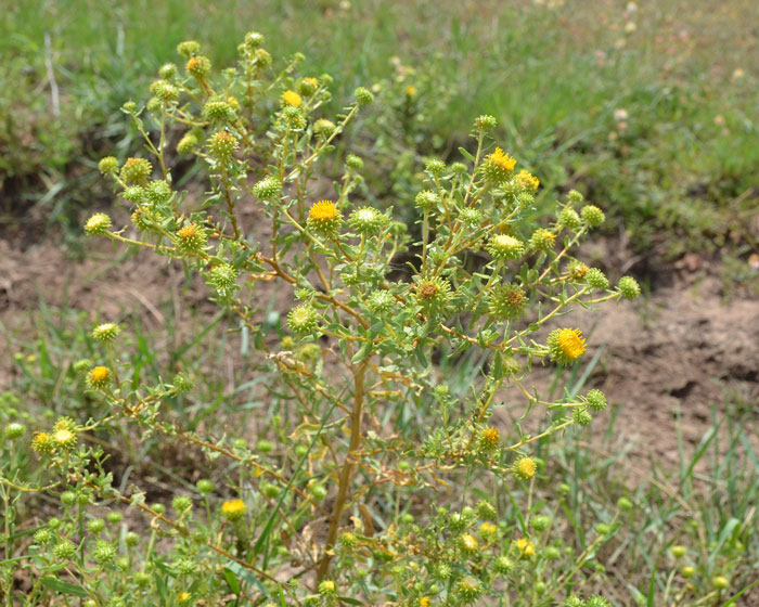 Curlycup Gumweed plants are found over most of North America, absent from the southeast states bordering the Atlantic Ocean and Gulf of Mexico. Preferred elevations range from 200 to 8,000 feet (61–2,400 m). Grindelia squarrosa